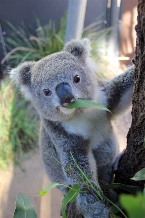 Koalas Im Taronga Zoo Küssen Mit Bildern Süße Tiere Niedliche