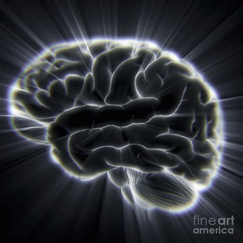 Human Brain Photograph By Science Picture Co Fine Art America
