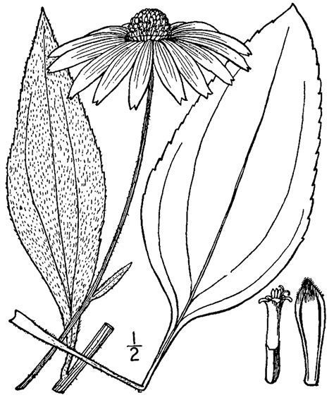 Rudbeckia Grandiflora Linedrawing Picryl Public Domain Media Search