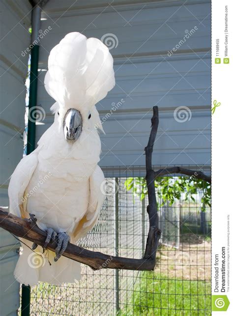 White Feathered Bird In The Summer Sun Stock Image Image Of Panoramic