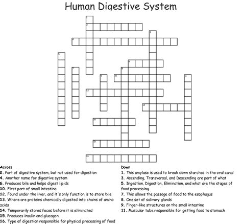 Terms in this set (46). Human Digestive System Crossword - WordMint