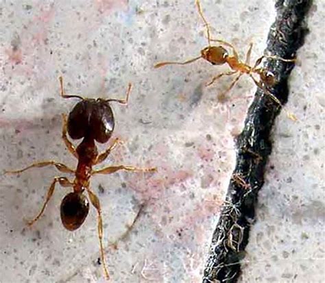 White Footed Ants Environmental Pest Systems