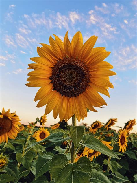 Sun Flower Pictures Hq Download Free Images On Unsplash