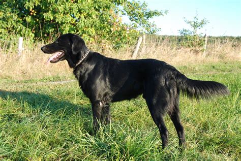 Flat Coated Retriever Breed Guide Learn About The Flat Coated Retriever