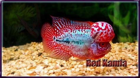 Malaysian Flower Horn Fish Best Flower Site