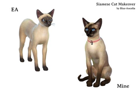 Blue Ancolia Siamese Cat Makeover Meet Kira Shes A Clever Sims