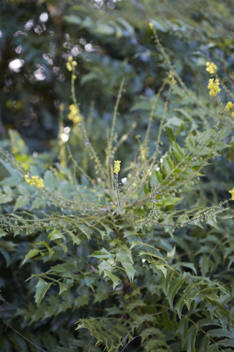 Mahonia 5 Landscaping Ideas For A Shrub With A Golden Glow Gardenista