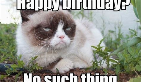 Angry Cat Birthday Meme 100 Best Happy Birthday Cat Memes Images