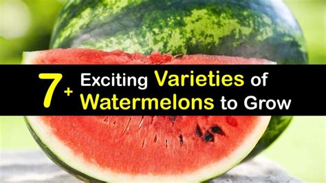 Common Watermelon Varieties Discover Different Types Of Watermelon