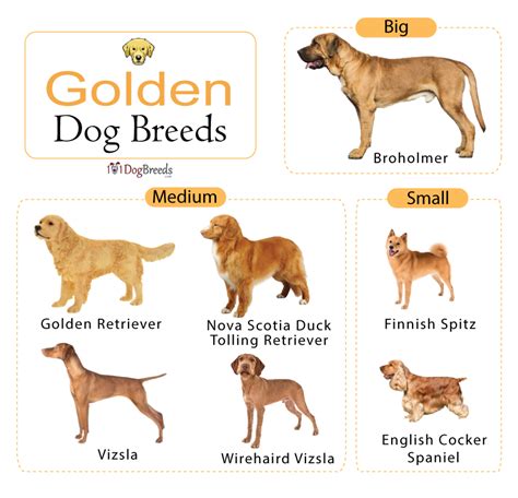 List Of Golden Dog Breeds With Pictures