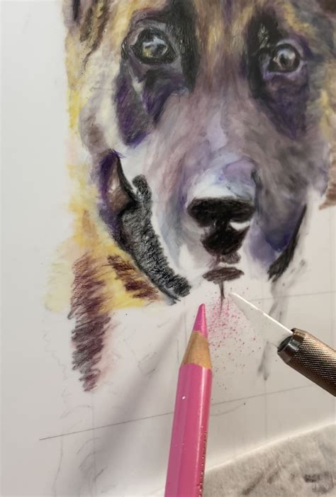 Falco Colored Pencil Pet Portrait On Drafting Film Techniques Im Using Molly S Fine Art