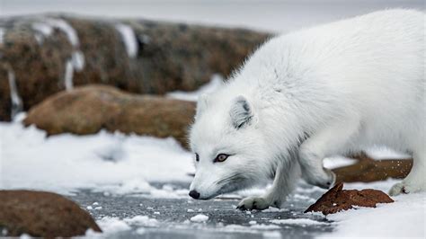 Bbc One Arctic Fox The Hunt In The Grip Of The Seasons Arctic
