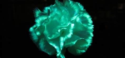 How To Make Flowers Glow In The Dark With A Fluorescent Highlighter