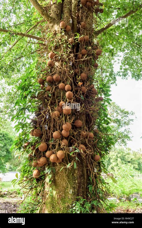 Shala Tree Or Sal Tree Shorea Robusta And Its Fruits Stock Photo Alamy