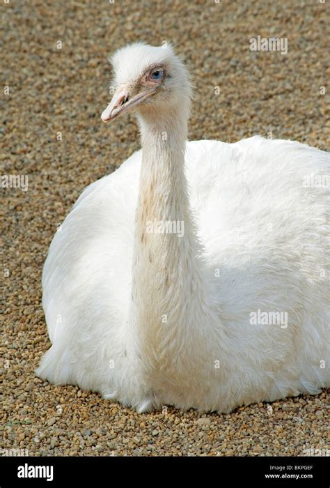 White Ostrich Sitting Stock Photo Alamy