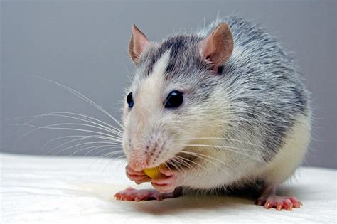 Free Picture Rat Eating Food
