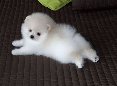 Pomeranian Info Temperament Life Expectancy Size Puppies Pictures