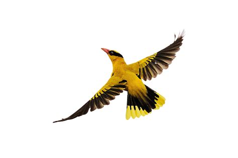 Bird Flight Birds Flying Png Download 1024683 Free Transparent