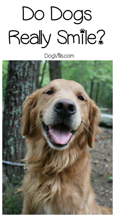 Dog Dogs Smile Find Out The Truth To This Dog Behavior Dogvills