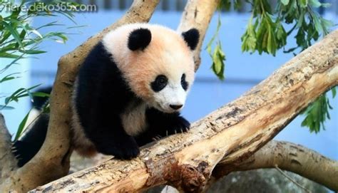 Uns ist bewusst, welche herausforderungen die umsetzung von industrial iot vorhaben in der produktion mit sich bringen. Lustige Panda-Bilder, die uns Beklemmung zeugen - tiere ...