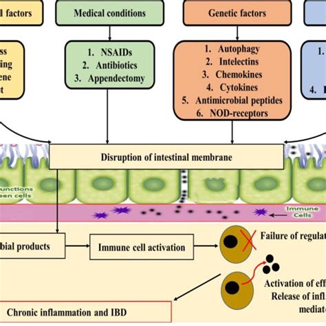 Pathophysiology Of Inflammatory Bowel Disease