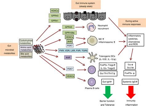Immune Regulation By Microbiome Metabolites Kim 2018 Immunology