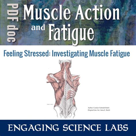 Muscle Fatigue Lab Activity Human Body Study Handson Science Labs