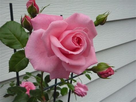 Pink Rose Vine Pink Rose Vine At My Garden Wils 888 Flickr