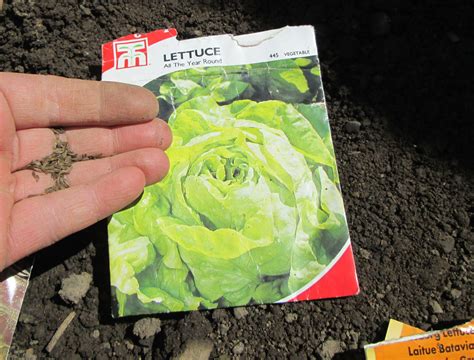 How To Grow Lettuce From Seeds In Containers Growing Lettuce Lettuce