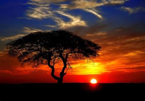 Beautiful African Sunset With An Acacia Tree In Namibia African