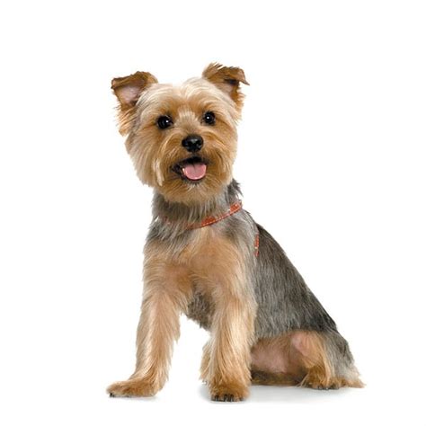 We have been there before paws in the bath. Yorkshire Terrier (Yorkie) Grooming -How To Groom Video | eBay
