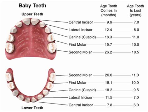 Dental Mouth Diagram For Education Health Images Reference