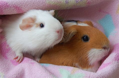Baby Guinea Pigs Ready For Adoption