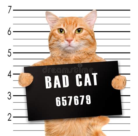 Her skin is tenting pretty bad. Bad cat. stock photo. Image of humorous, card, bully ...