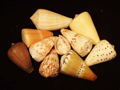 Cone Shell Seashells Natural Naturally Wild Australia
