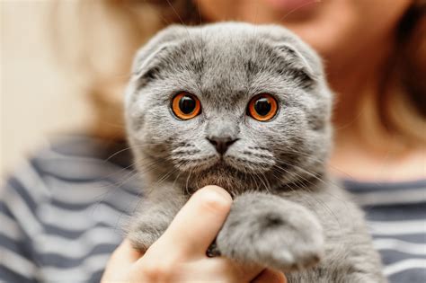 9 Affectionate Cat Breeds That Actually Love To Cuddle