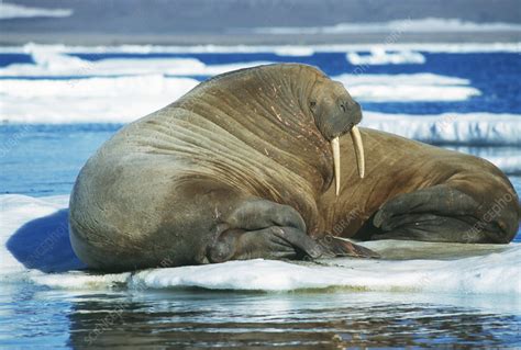 Atlantic Walrus Stock Image Z9360085 Science Photo Library