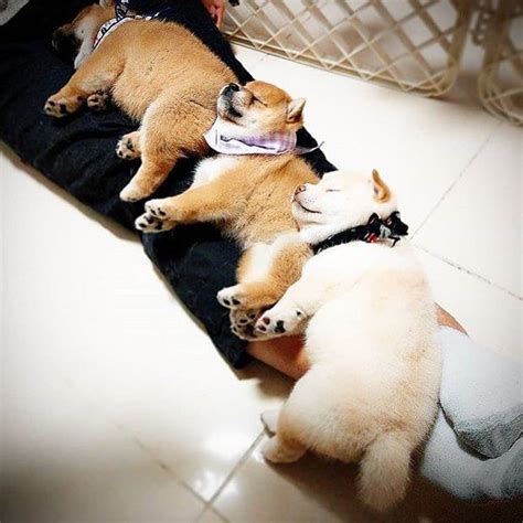 Sleep Shiba Inu Shiba Inu Cute Animals Puppies