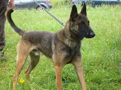 Berger Belge Malinois