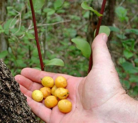 Buy Nancy Tree Seeds Byrsonima Crassifolia Also Known As Golden