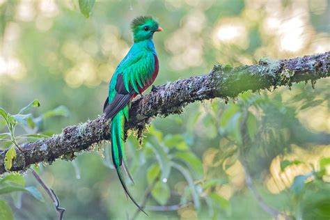 Costa Rica Birding Tours Birdwatching Holidays Birds Birdquest