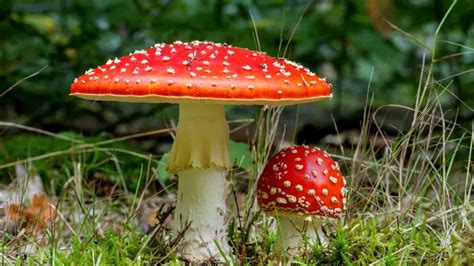 Fatal fungi and other deadly mushrooms