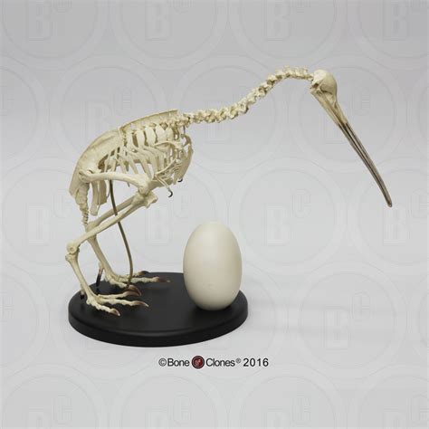 kiwi bone anatomy
