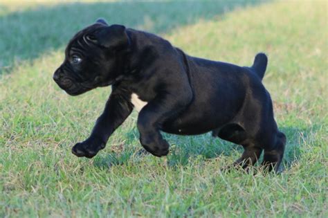 As with all mastiffs, socialization is an absolute requirement to promote the correct temperament, which should be protective in a calm and. Outlaw Kennel - Cane Corso Breeders - "True" Traditional ...