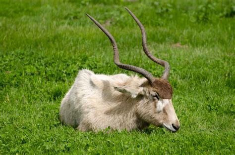 Addaxes are also known as white antelopes and the screwhorn the addax is just about as close to extinction in the wild as it possibly could be, and is classified as. Addax - Animals Free Stock Photo - Public Domain Pictures