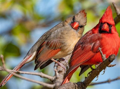 Female Cardinsl Female Cardinal At Feeder With Bird Call подробнее