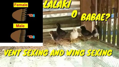 How To Identify Gender Of Chicks Vent Sexing And Wing Sexing Native Chickens Buhay Probinsya
