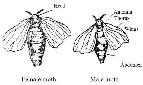 Adult Moths Of Mulberry Silk Worm Bombyx Mori Download Scientific