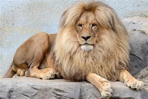 Leon The Lion Shows Off His Perfectly Styled Bouffant Locks As His Mane