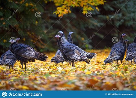 Flock Of Turkeys In Autumn Fall Leaves Stock Photo Image Of Eating